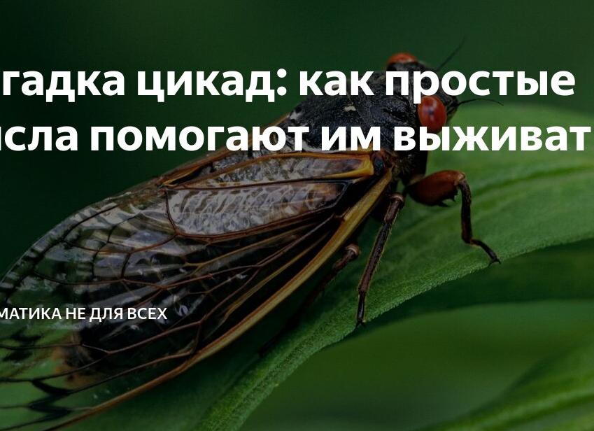 Загадка цикад: как простые числа помогают им выживать?